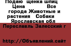 Подаю. щенка шпиц  › Цена ­ 27 000 - Все города Животные и растения » Собаки   . Ярославская обл.,Переславль-Залесский г.
